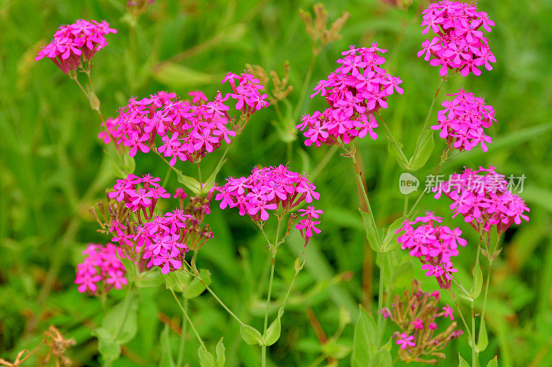 Silene armeria /甜美的William Catchfly:花